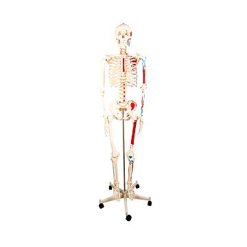 宸博 人体骨骼附半边肌肉着色模型170cm CB/XC101B
