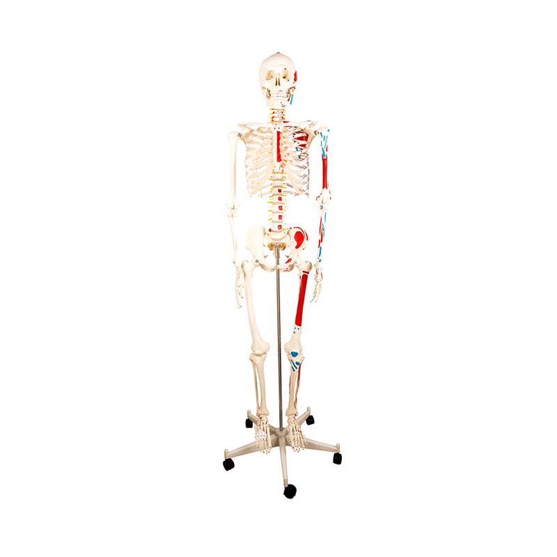 宸博 人体骨骼附半边肌肉着色模型170cm CB/XC101B