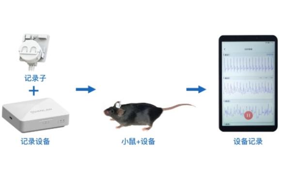 澜猫AR4-M无线多模态在体电生理遥测系统